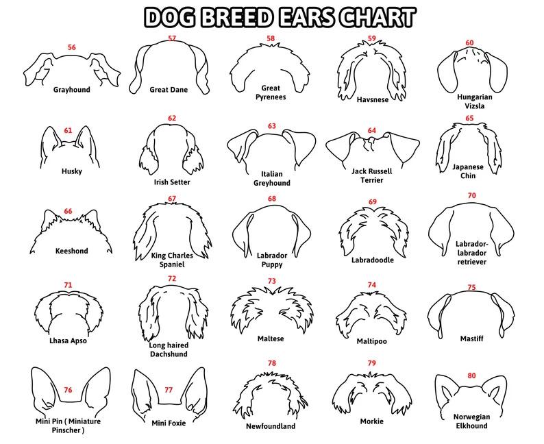 Dog Ears Outline Crate Name Tag, Custom Dog Decor, Hanging Crate Sign, Custom Crate Sign, Dog Bone Sign, Custom Dog Gift, Crate Dog Decor Dog Ears Outline Crate Name Tag, Custom Dog Decor, Hanging Crate Sign, Custom Crate Sign, Dog Bone Sign, Custom Dog Gift, Crate Dog Decor